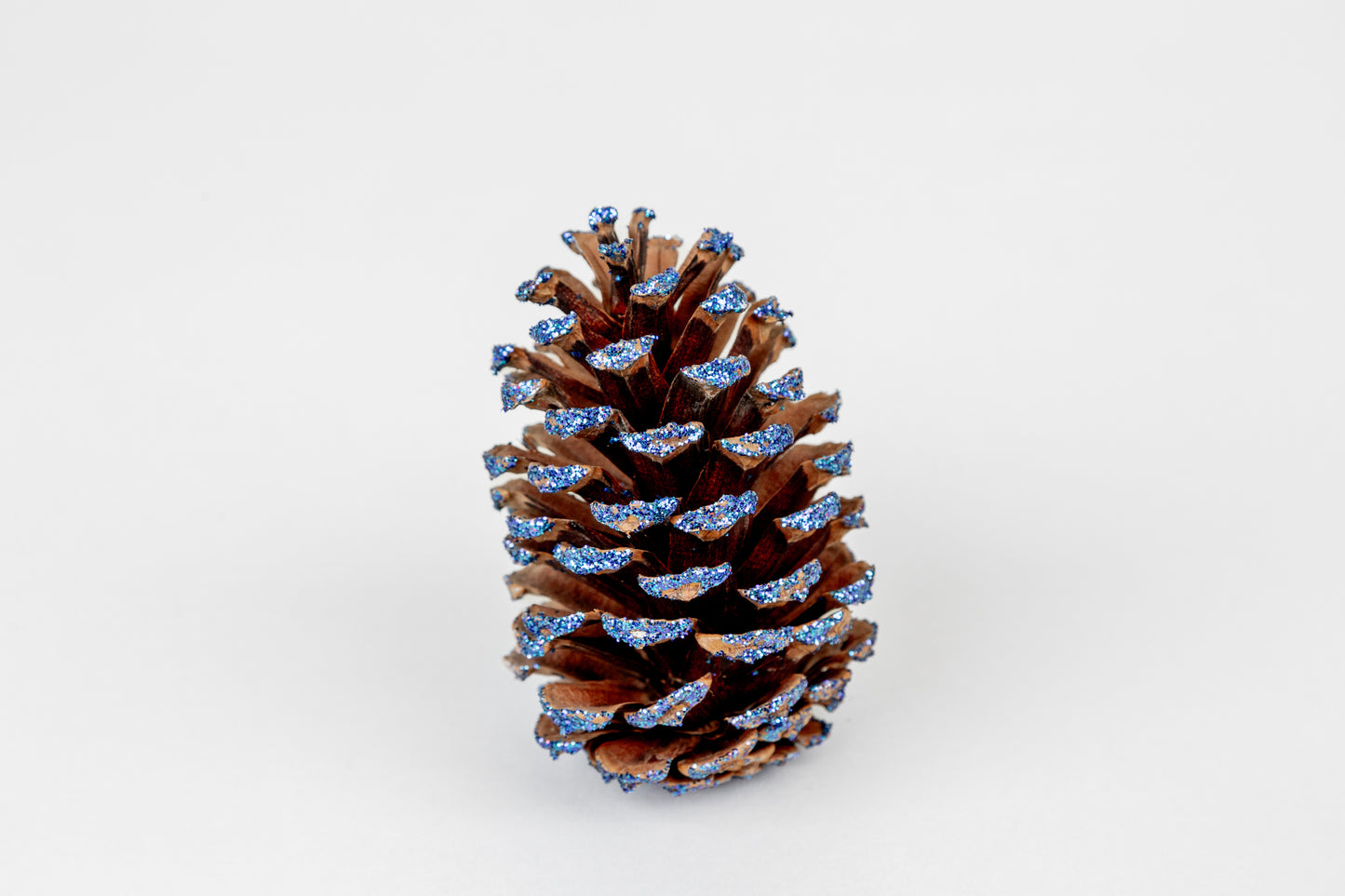 Loblolly Cones (3-4"), 100 Pcs