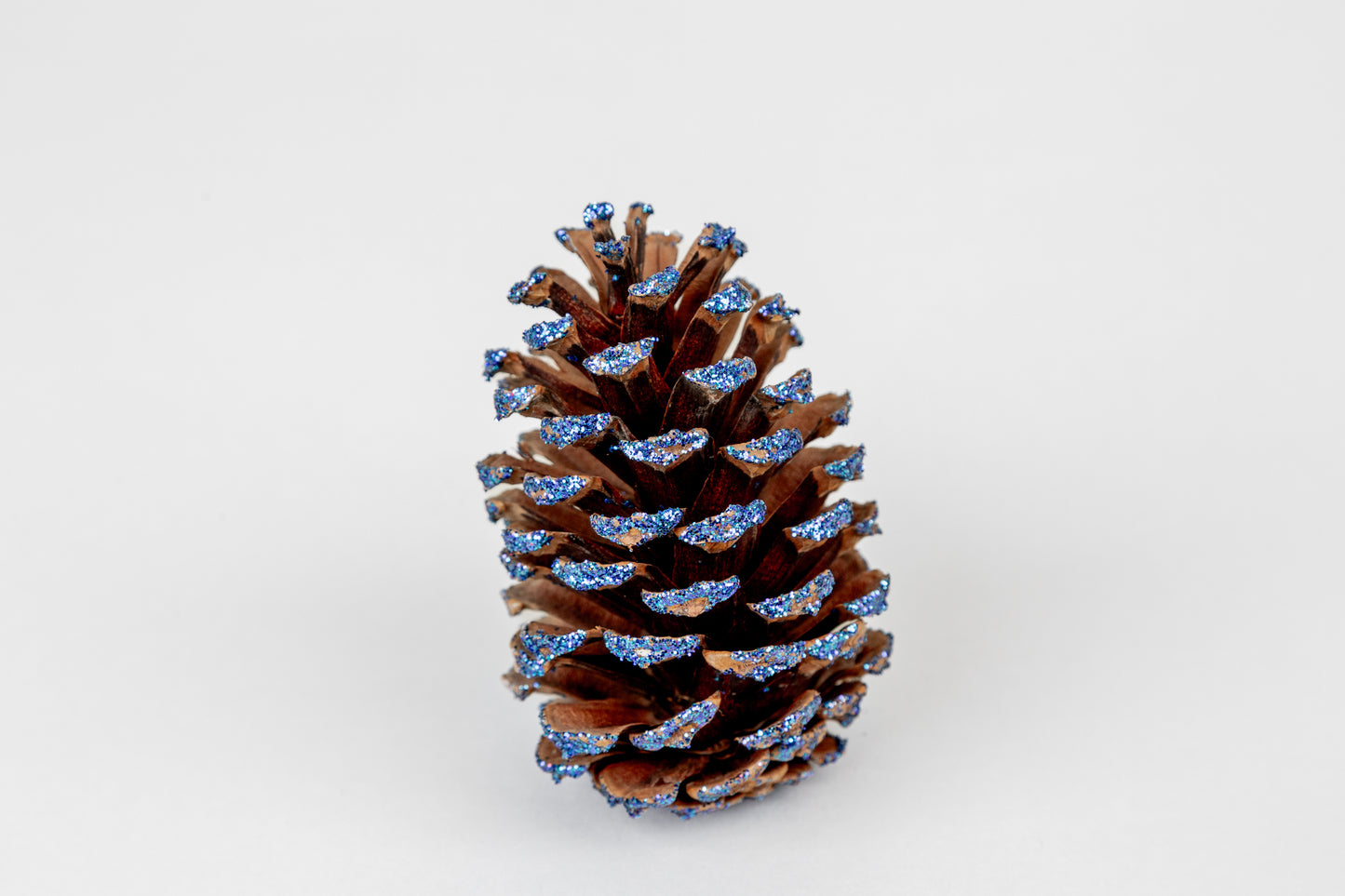 Loblolly Cones (3-4"), 100 Pcs
