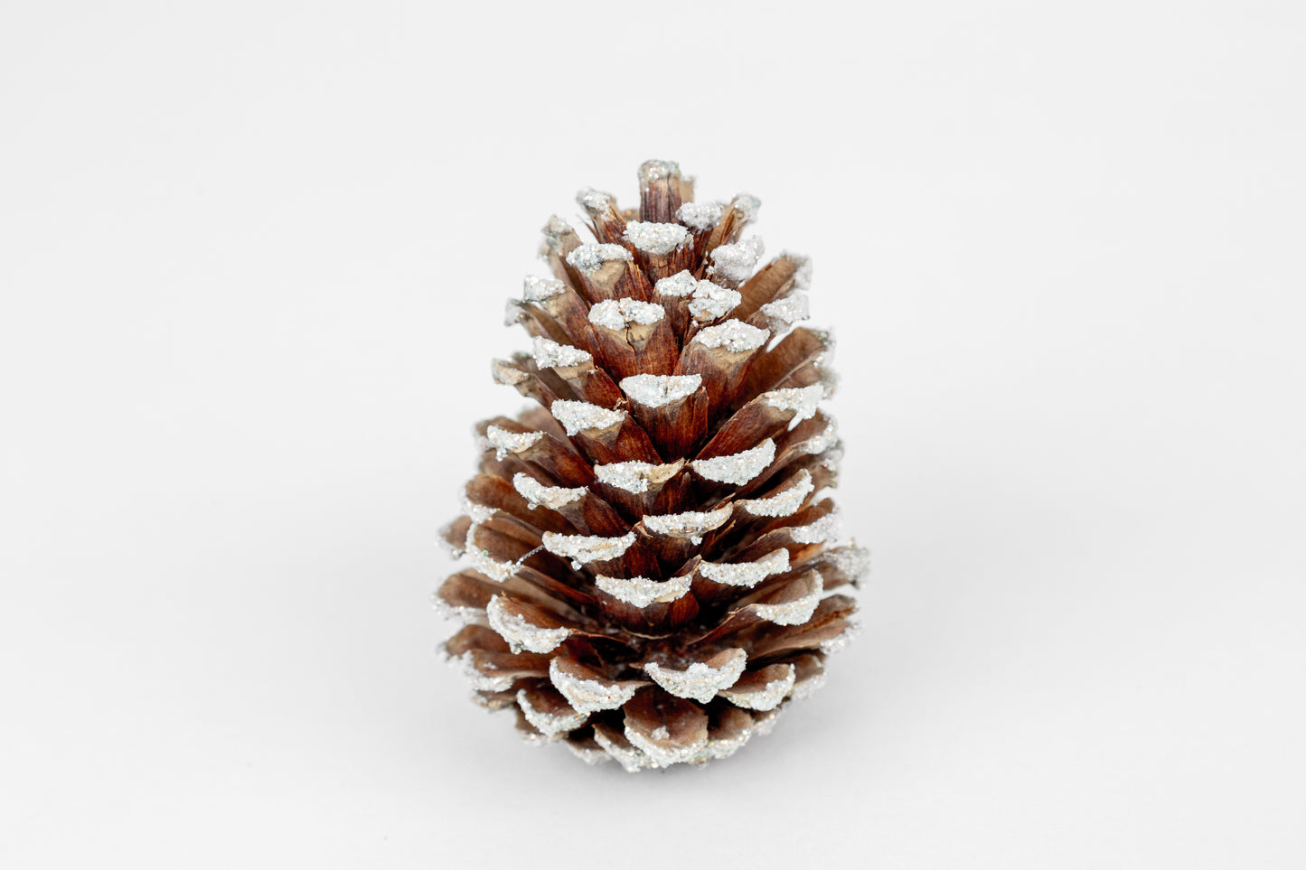 Loblolly Cones (3-4"), 100 Pcs