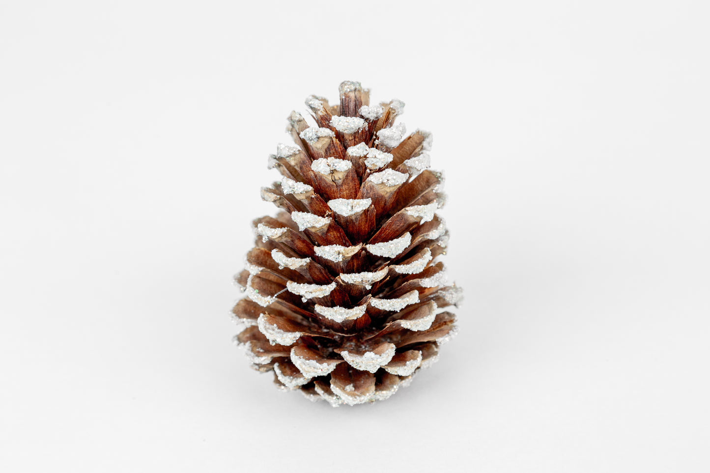 Loblolly Cones (3-4"), 100 Pcs