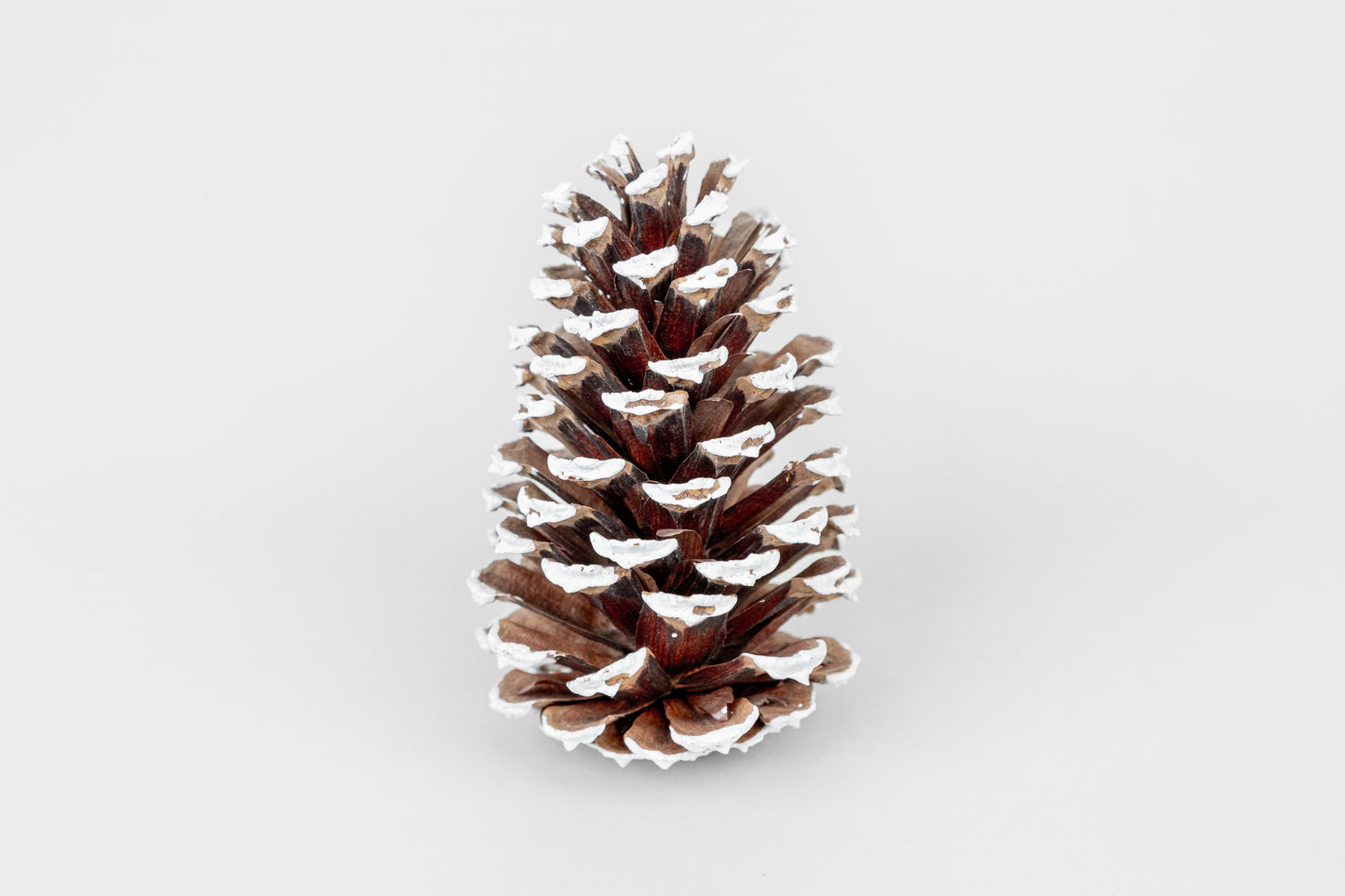 Loblolly Cones (3-4"), 100 Pcs