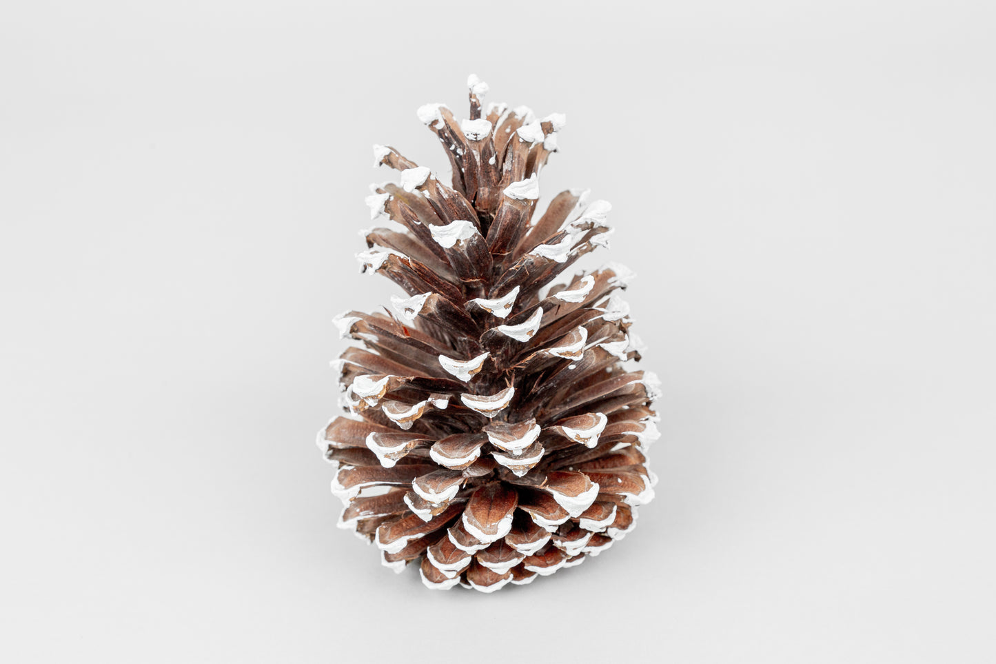 Long Leaf Cones (6-8"), 100 Pcs