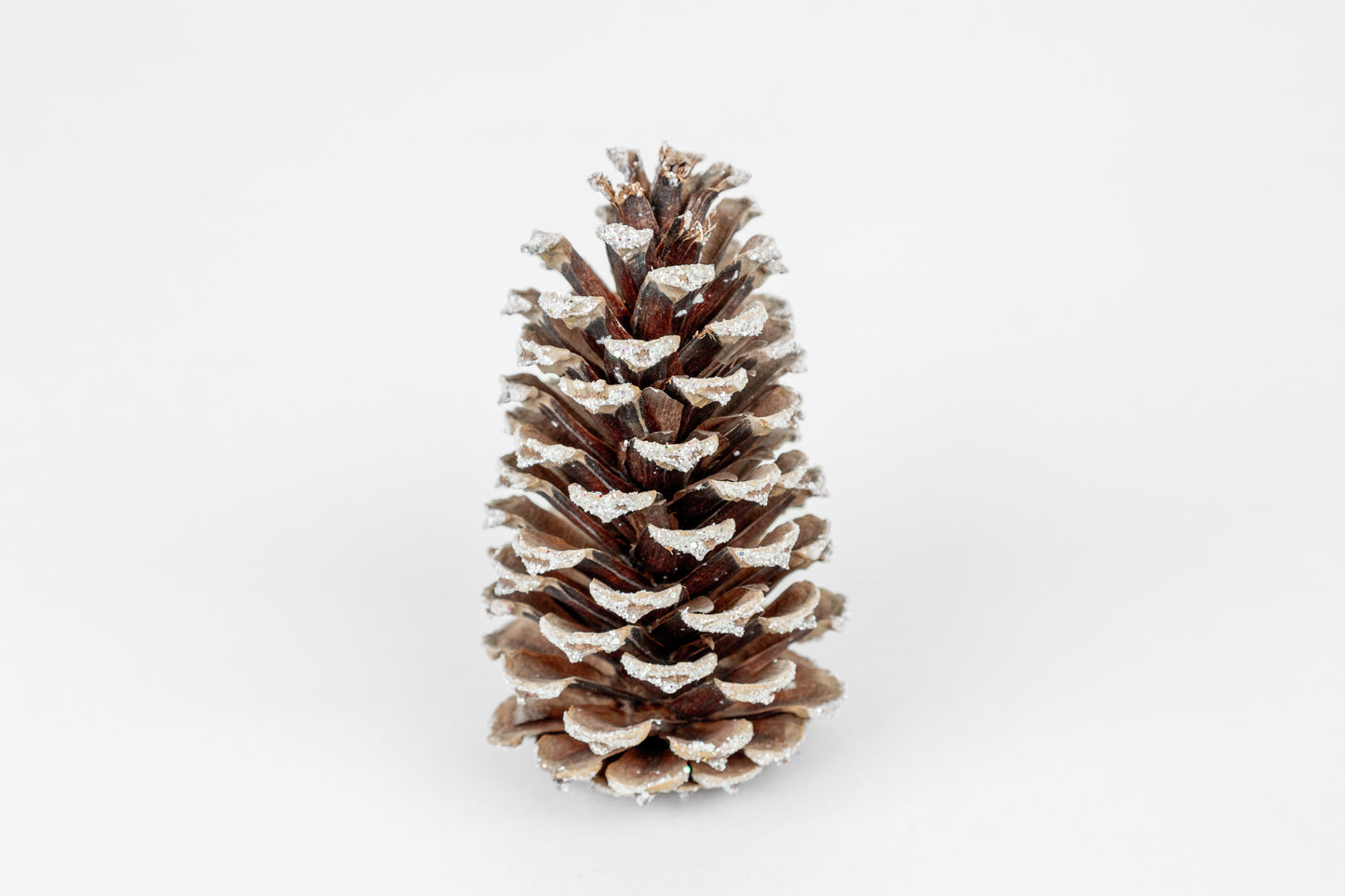 Loblolly Cones (3-4"), 100 Pcs