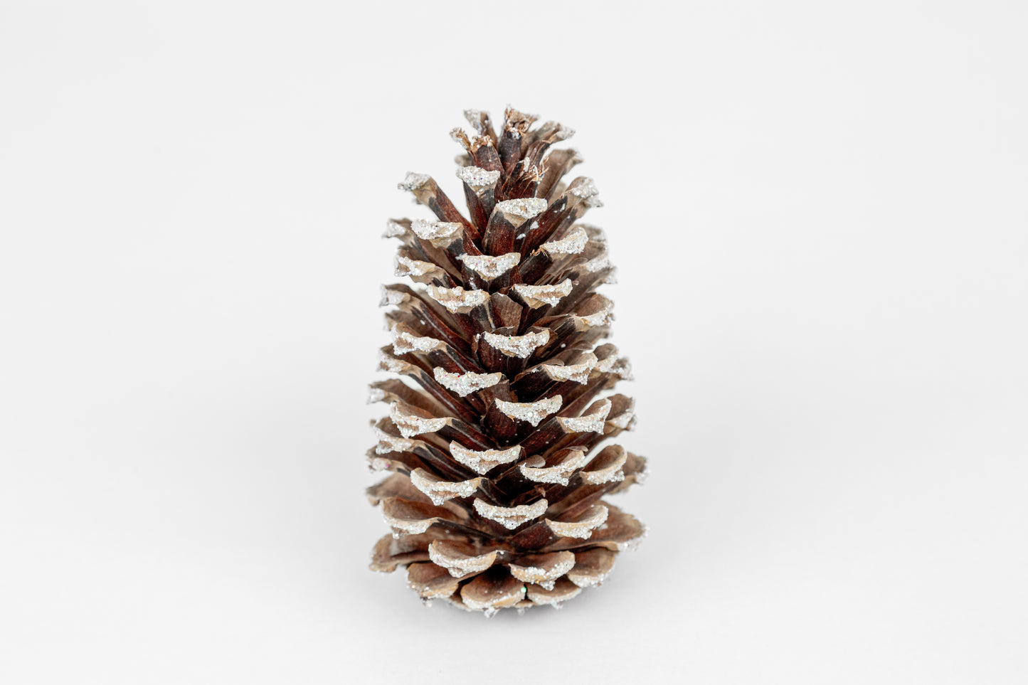 Loblolly Cones (3-4"), 100 Pcs
