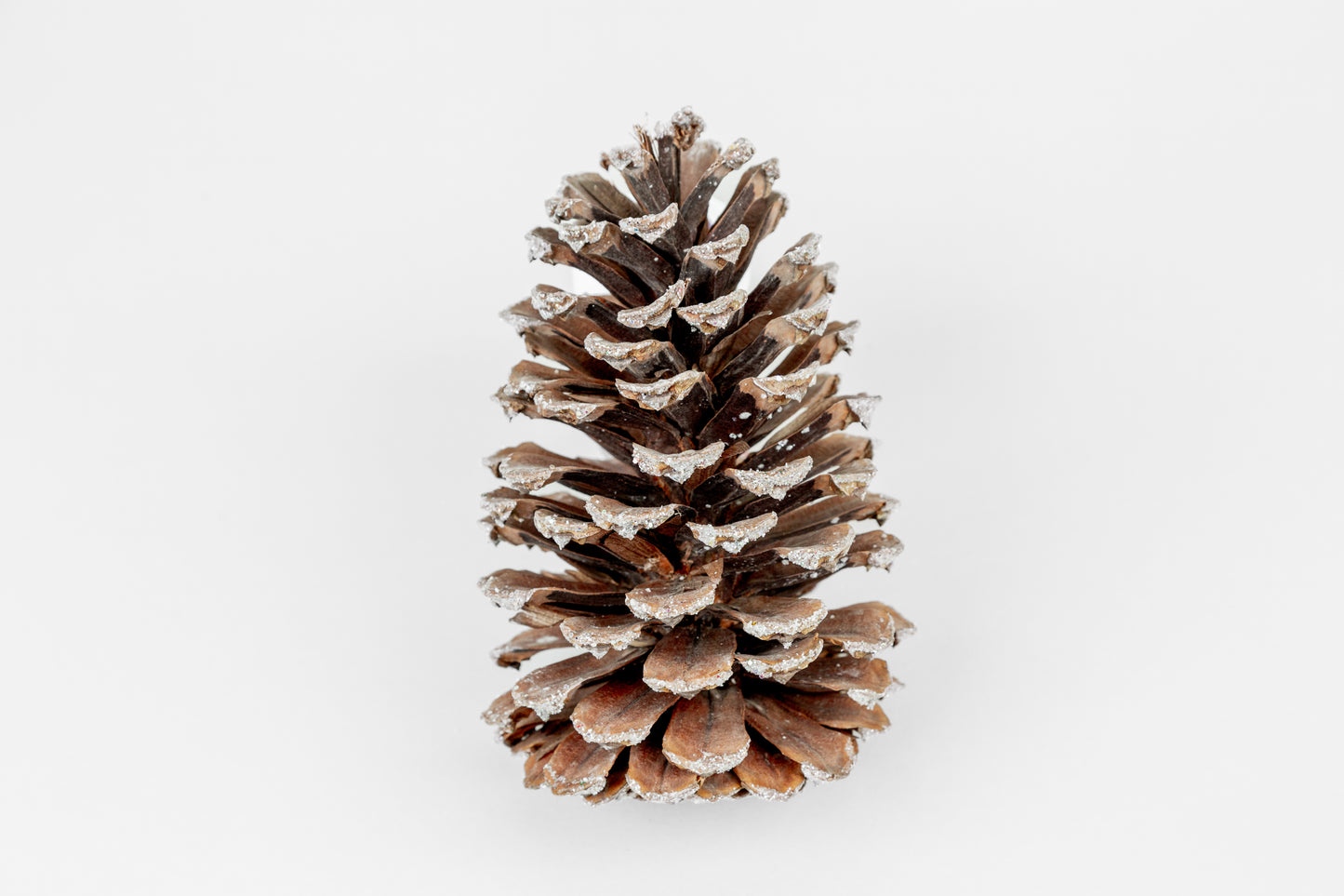 Long Leaf Cones (6-8"), 100 Pcs