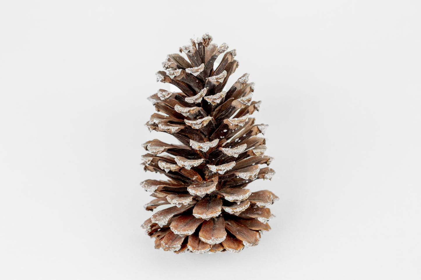 Long Leaf Cones (6-8"), 100 Pcs