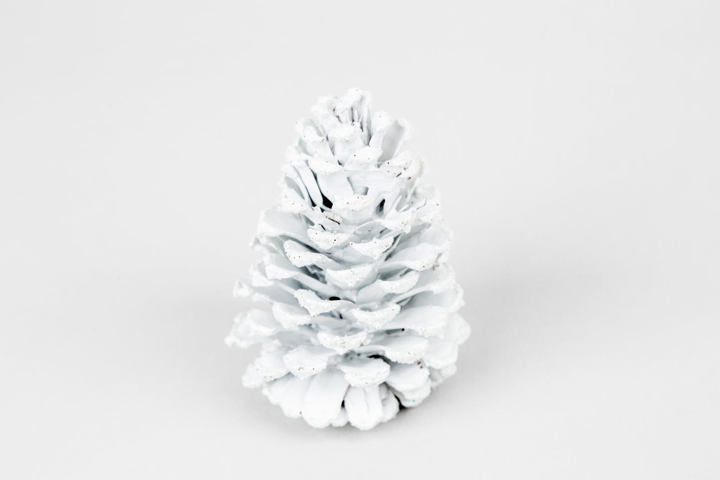 Loblolly Cones (3-4"), 100 Pcs