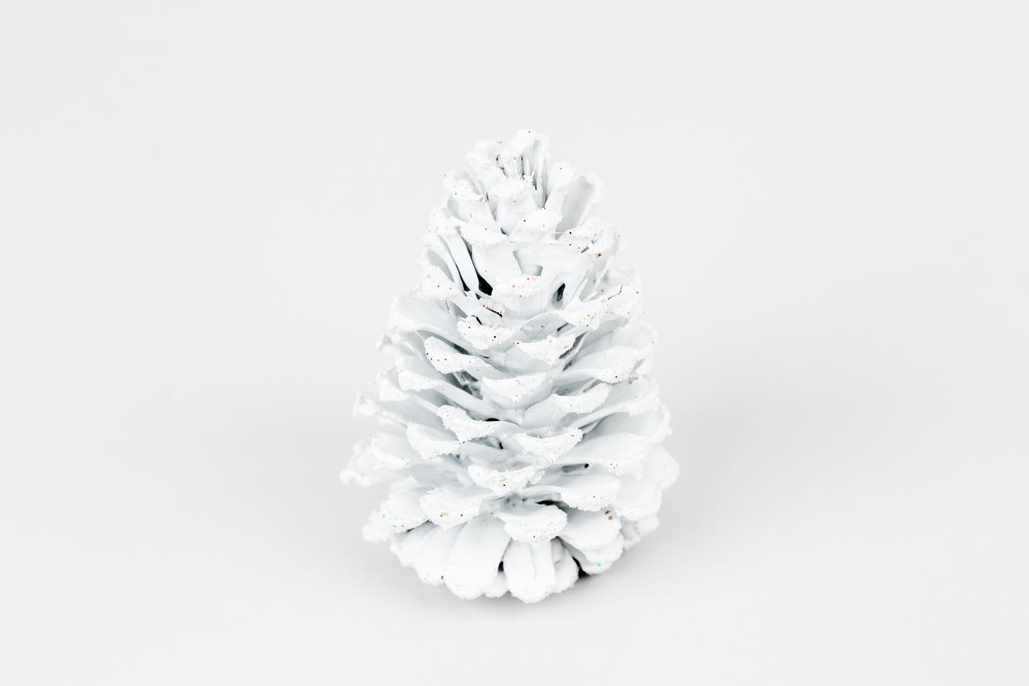 Loblolly Cones (3-4"), 100 Pcs