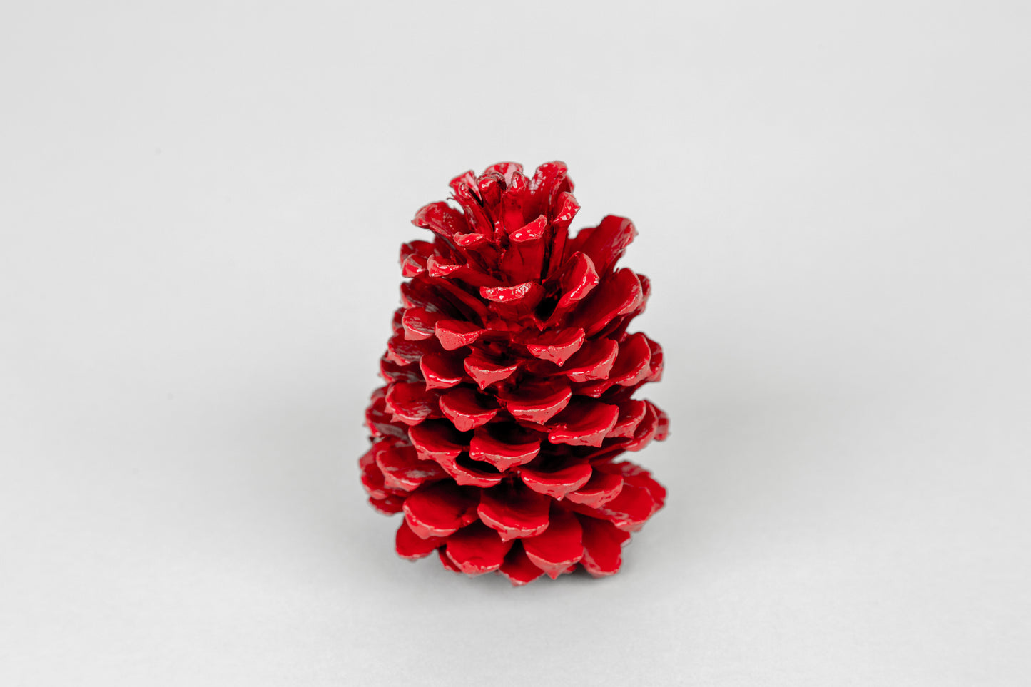 Loblolly Cones (3-4"), 100 Pcs