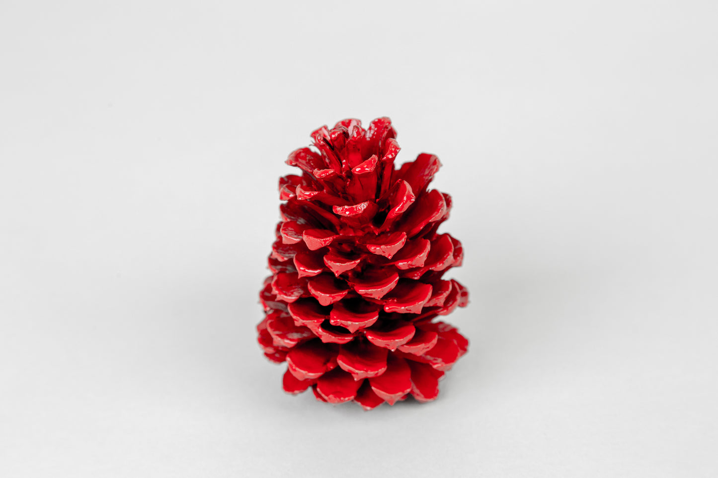Loblolly Cones (3-4"), 100 Pcs
