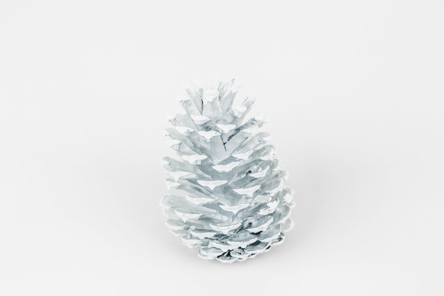 Loblolly Cones (3-4"), 100 Pcs