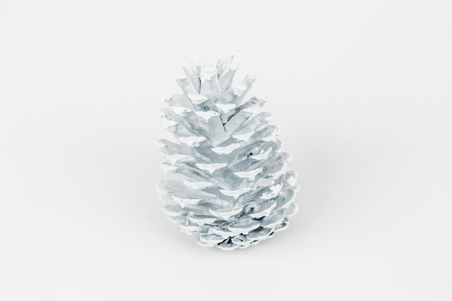 Loblolly Cones (3-4"), 100 Pcs