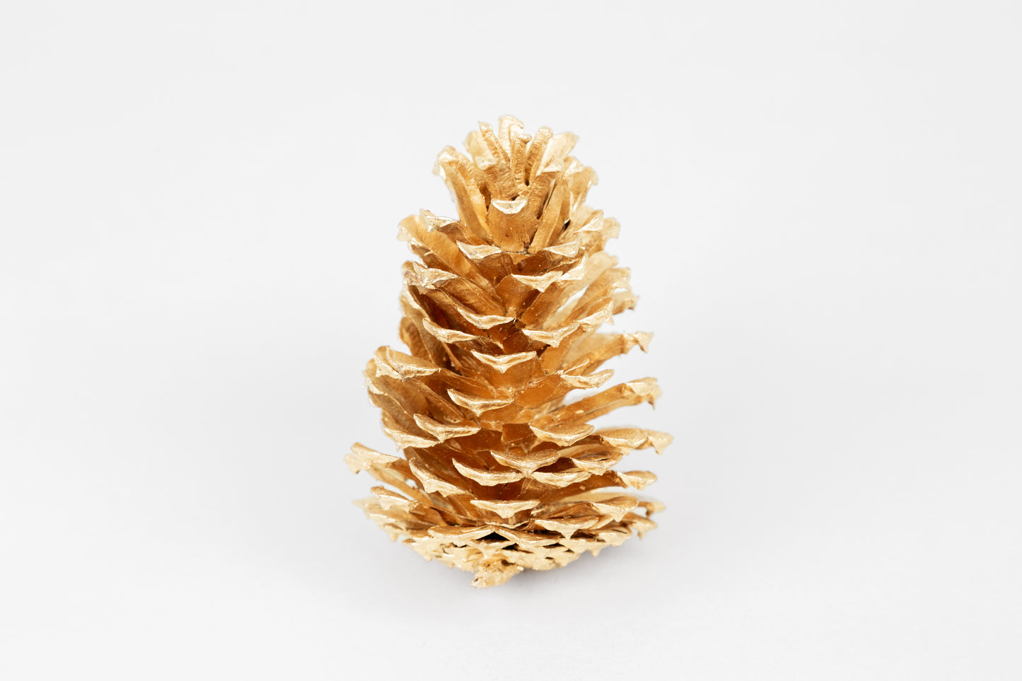 Loblolly Cones (3-4"), 100 Pcs