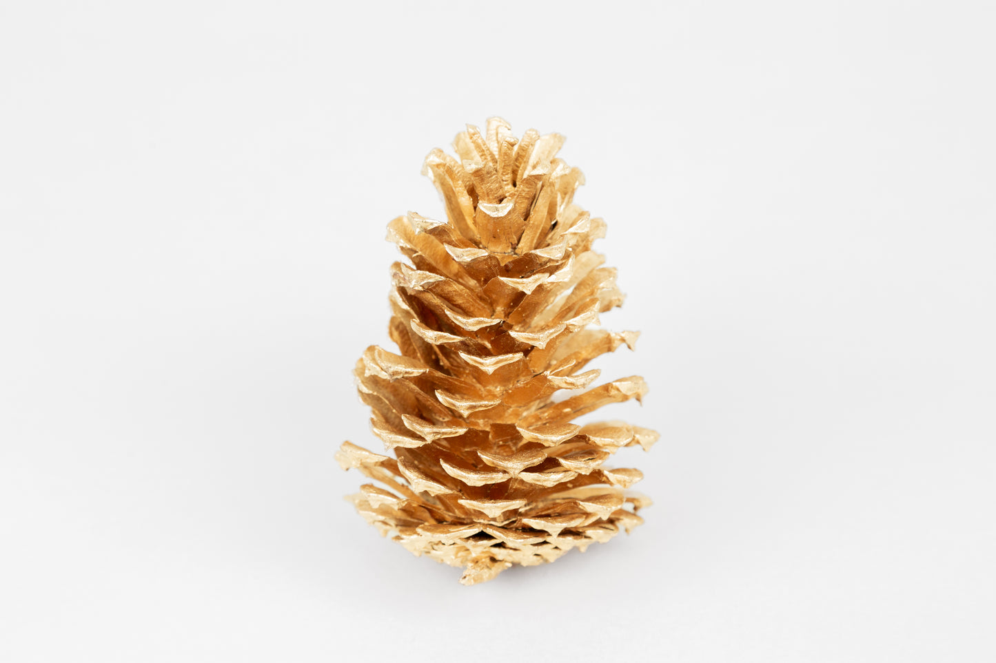 Loblolly Cones (3-4"), 100 Pcs