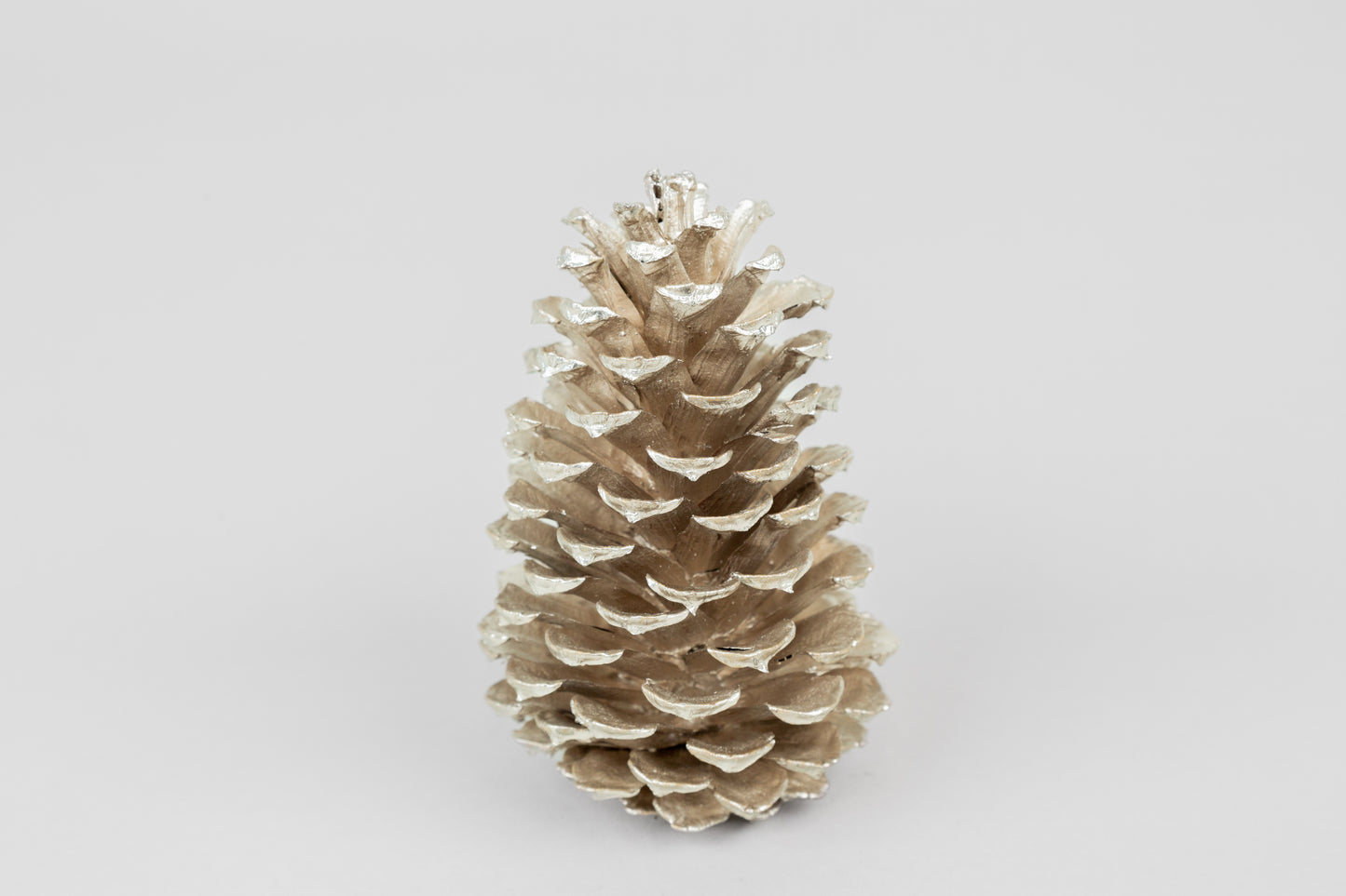 Loblolly Cones (3-4"), 100 Pcs