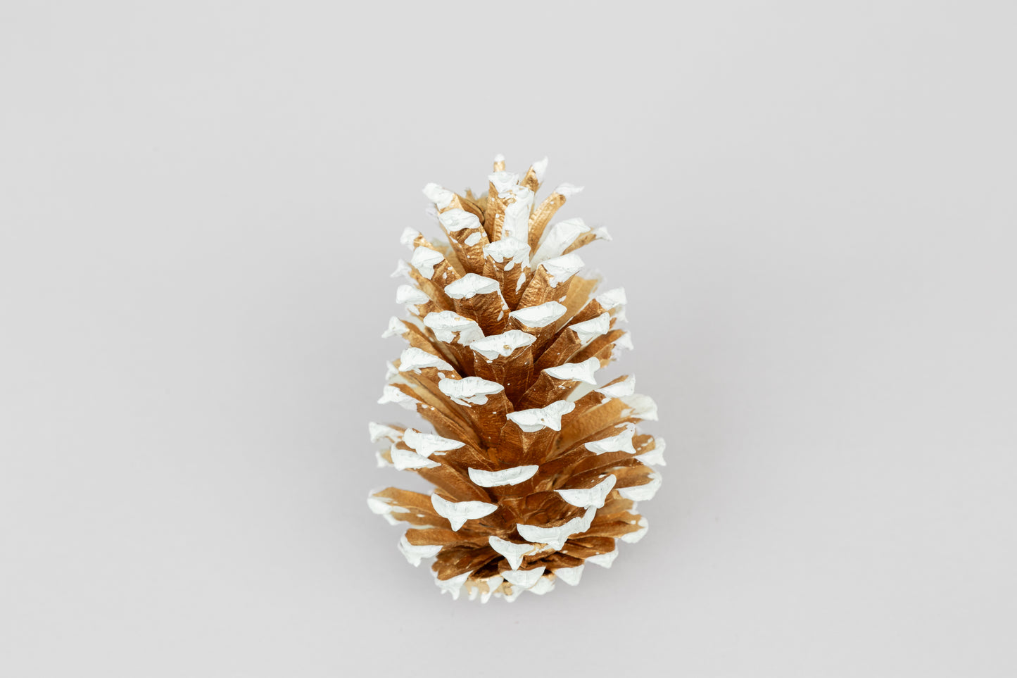 Loblolly Cones (3-4"), 100 Pcs