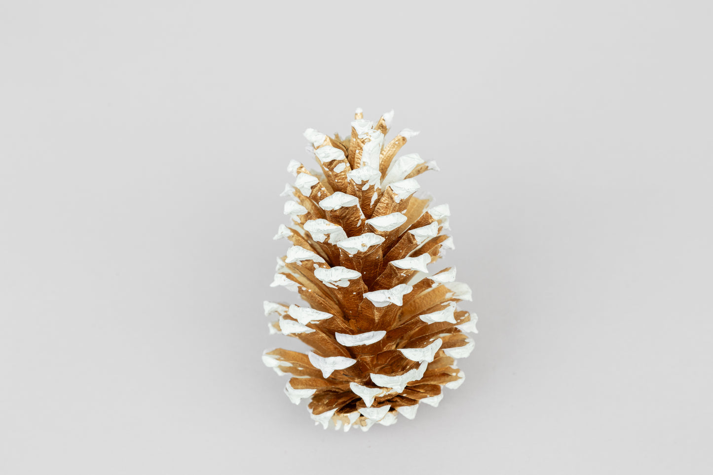 Loblolly Cones (3-4"), 100 Pcs
