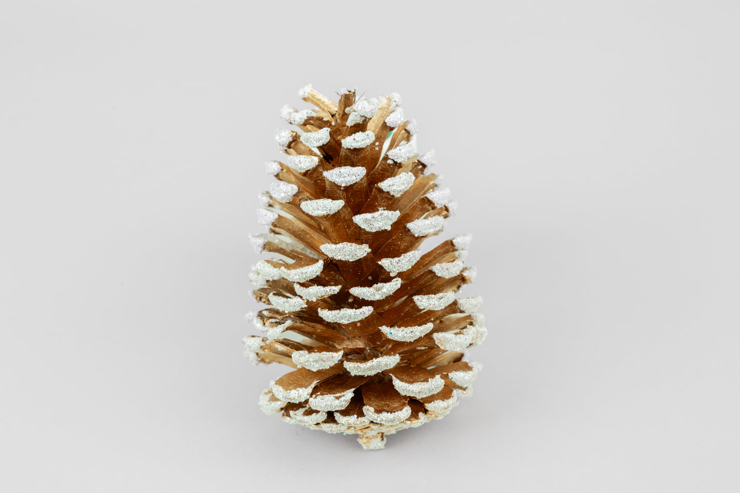 Loblolly Cones (3-4"), 100 Pcs