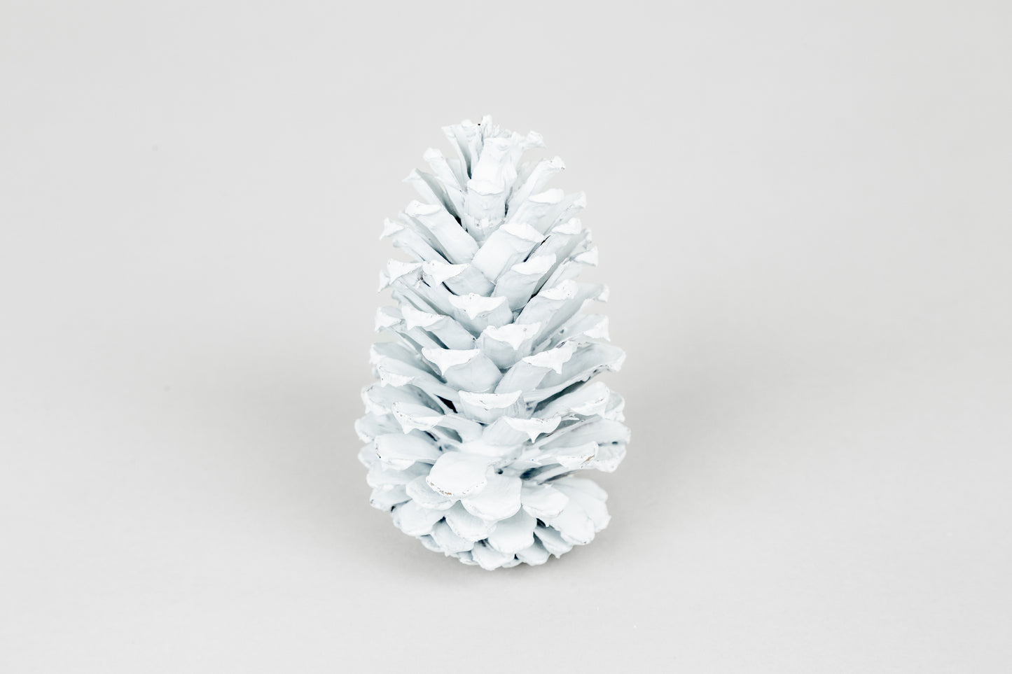 Loblolly Cones (3-4"), 100 Pcs