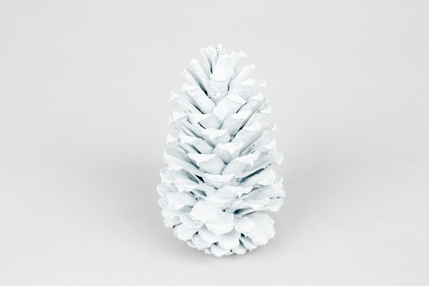 Loblolly Cones (3-4"), 100 Pcs