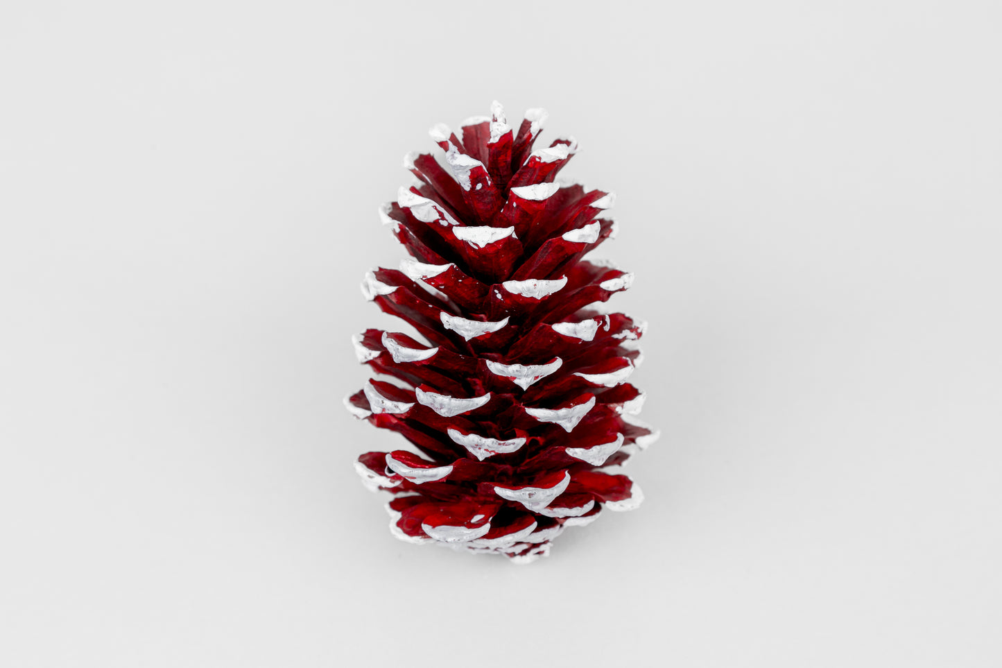Loblolly Cones (3-4"), 100 Pcs