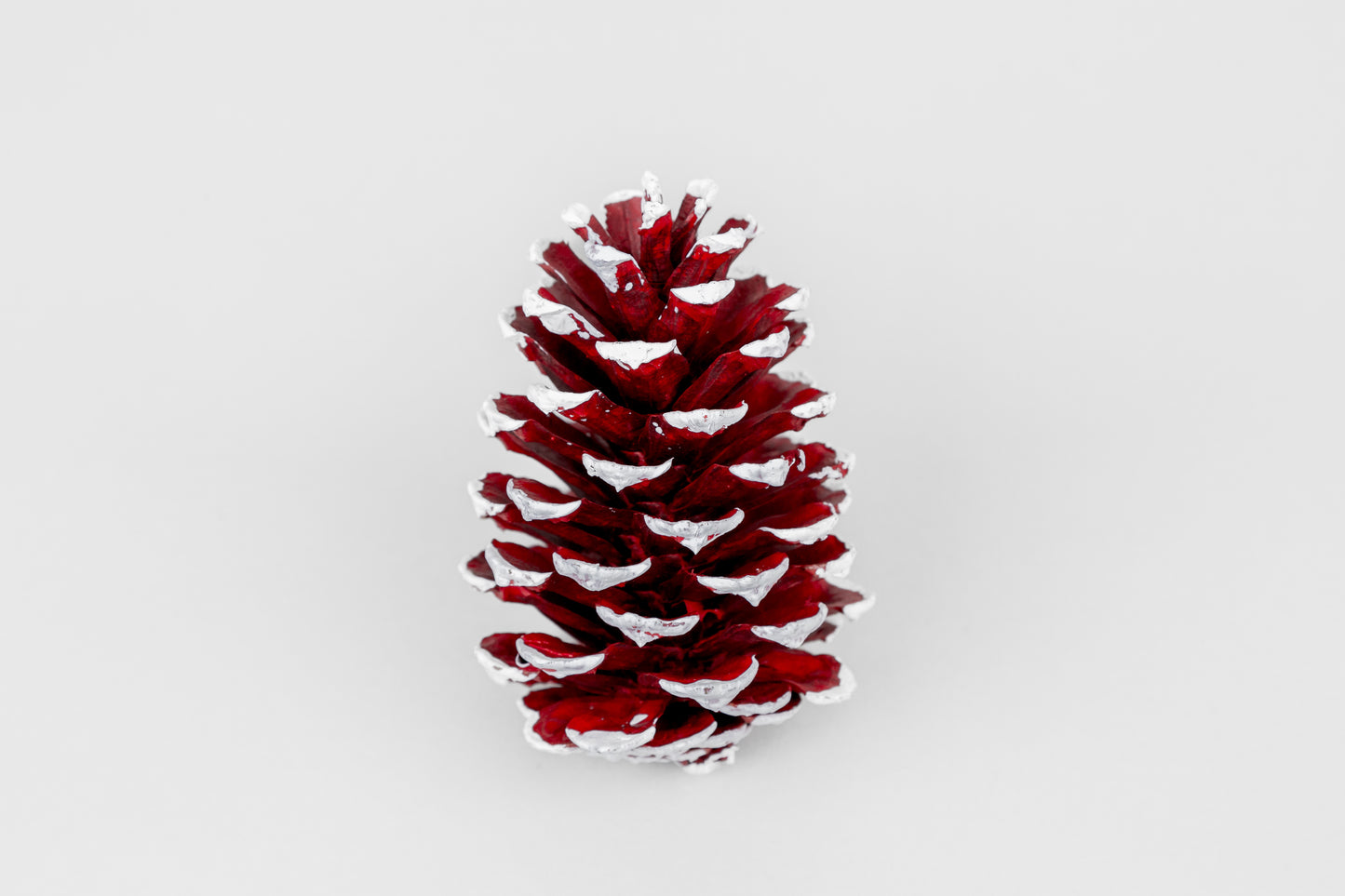 Loblolly Cones (3-4"), 100 Pcs
