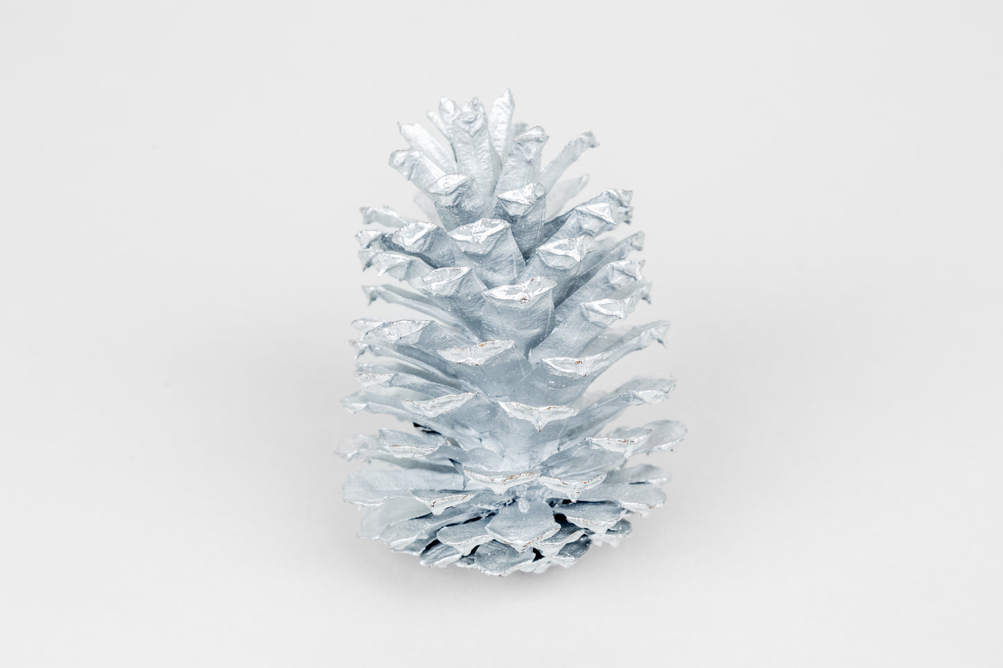 Loblolly Cones (3-4"), 100 Pcs