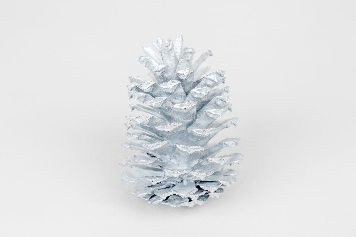 Loblolly Cones (3-4"), 100 Pcs