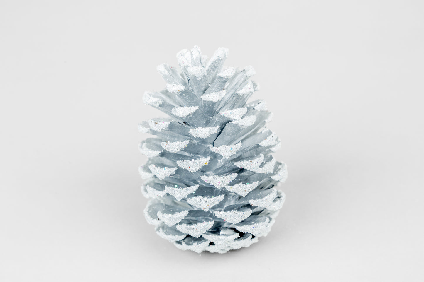 Loblolly Cones (3-4"), 100 Pcs
