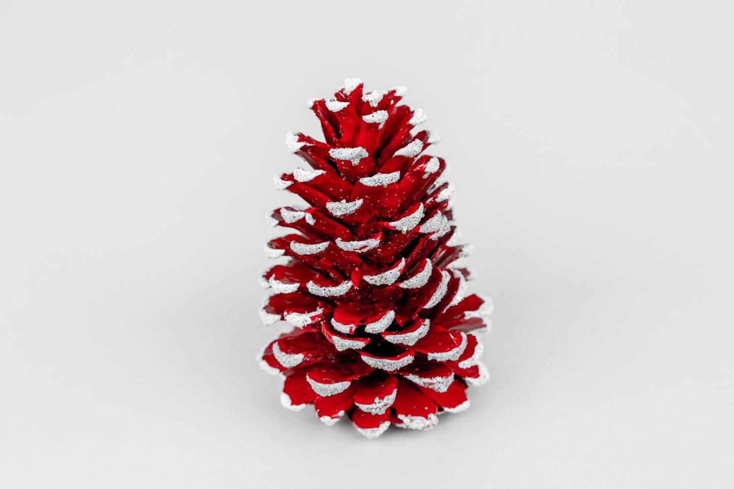 Loblolly Cones (3-4"), 100 Pcs