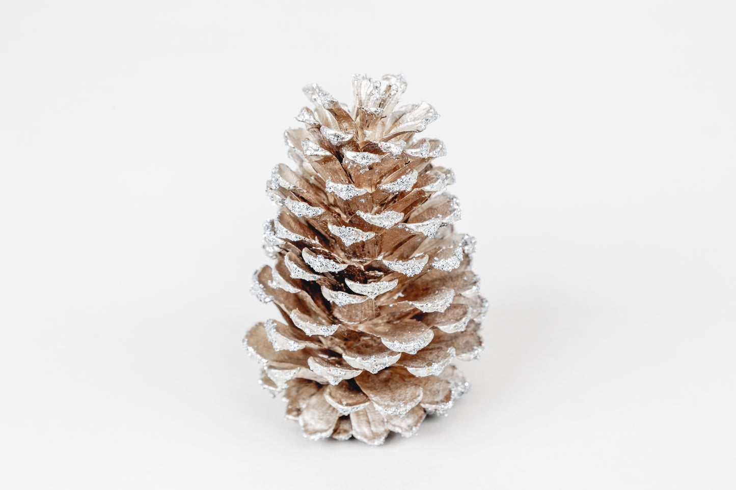 Loblolly Cones (3-4"), 100 Pcs