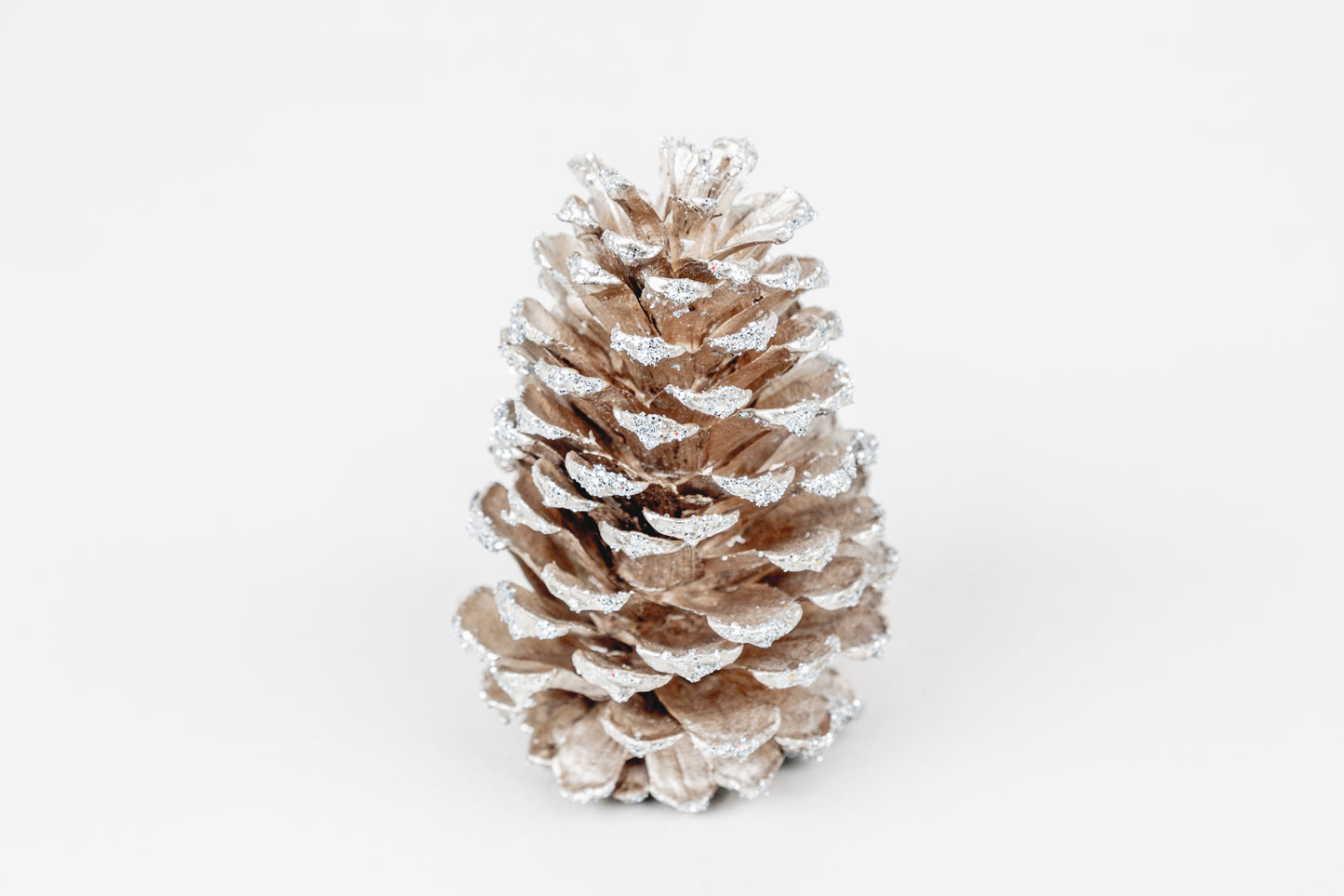Loblolly Cones (3-4"), 100 Pcs