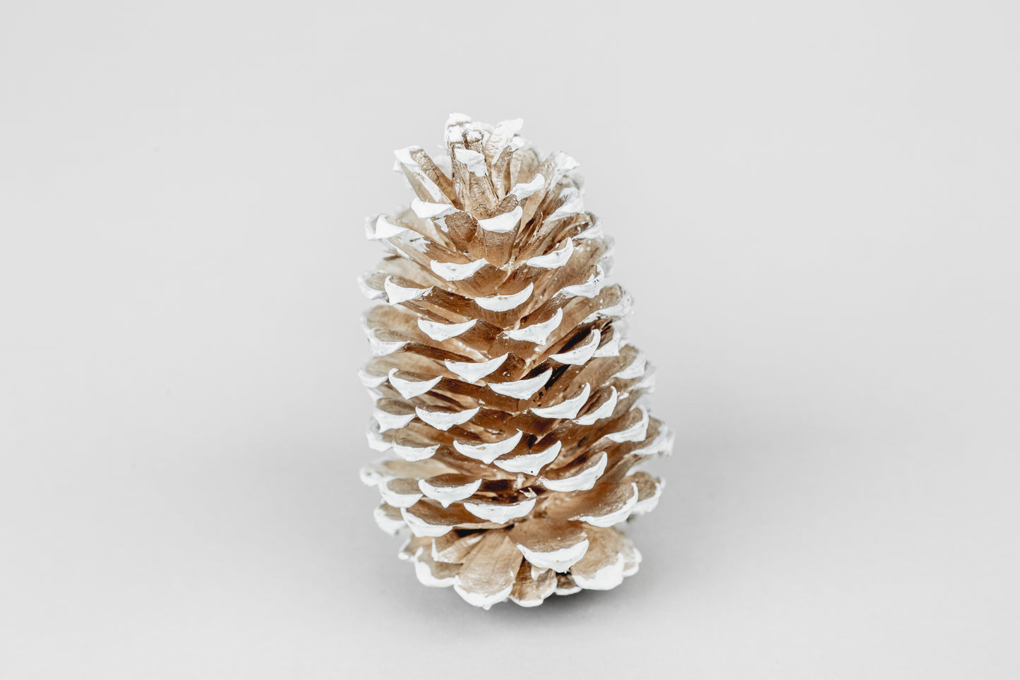Loblolly Cones (3-4"), 100 Pcs