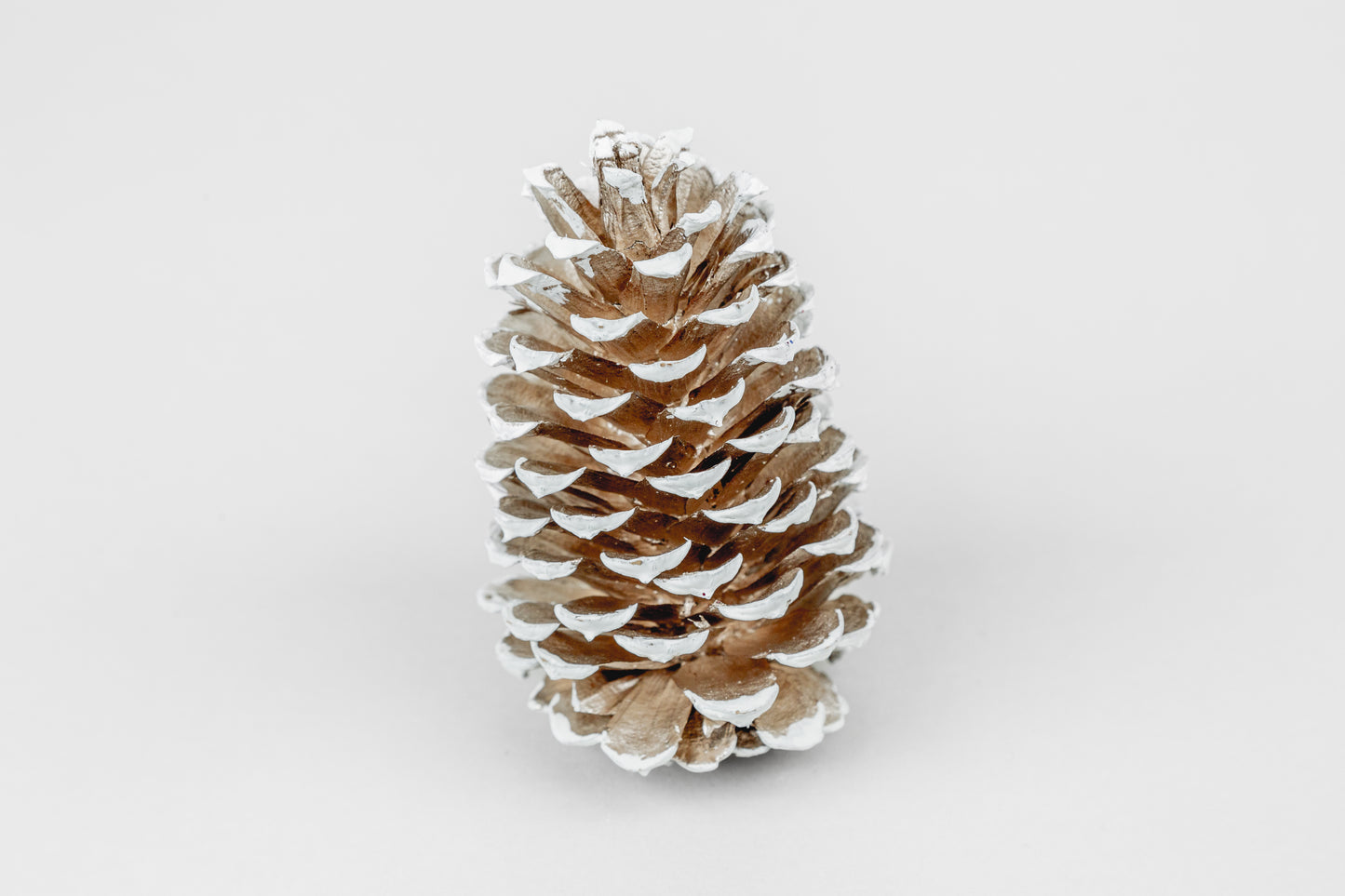Loblolly Cones (3-4"), 100 Pcs