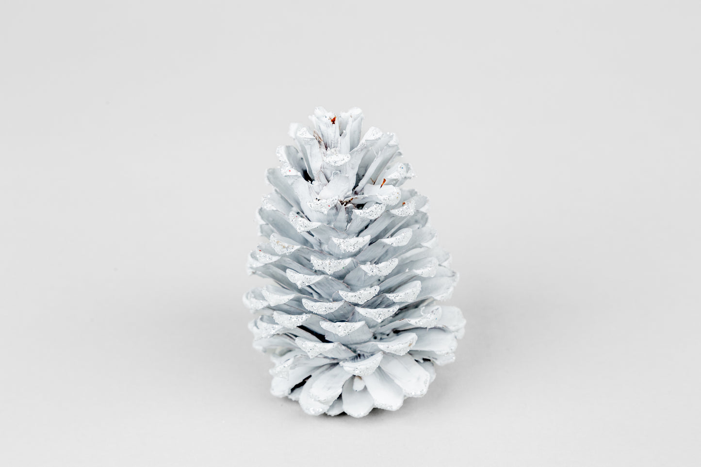 Loblolly Cones (3-4"), 100 Pcs