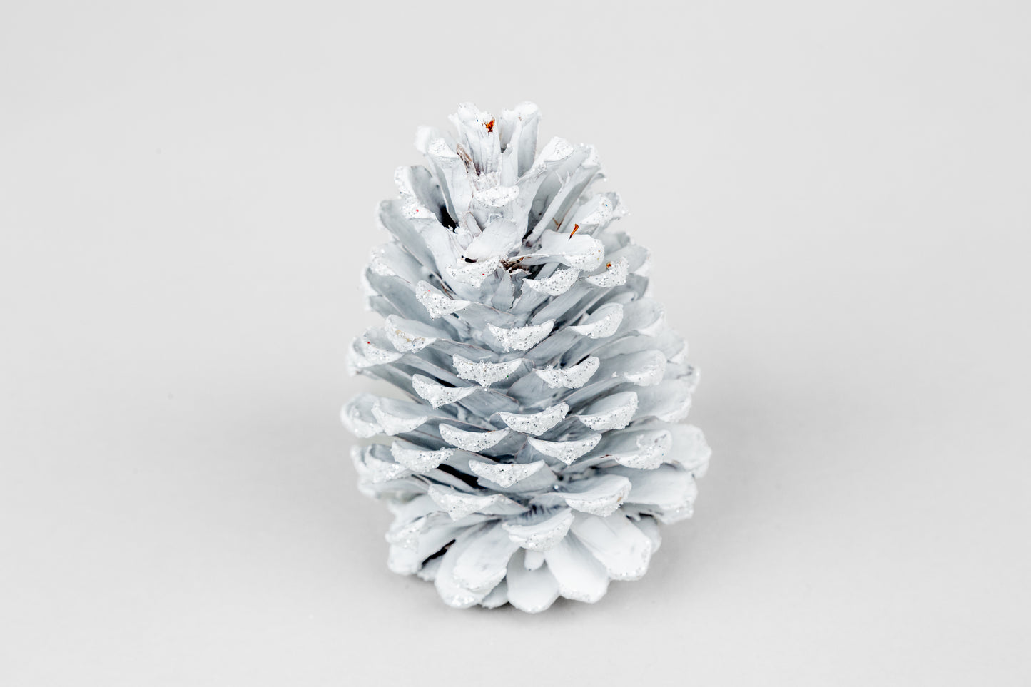 Loblolly Cones (3-4"), 100 Pcs