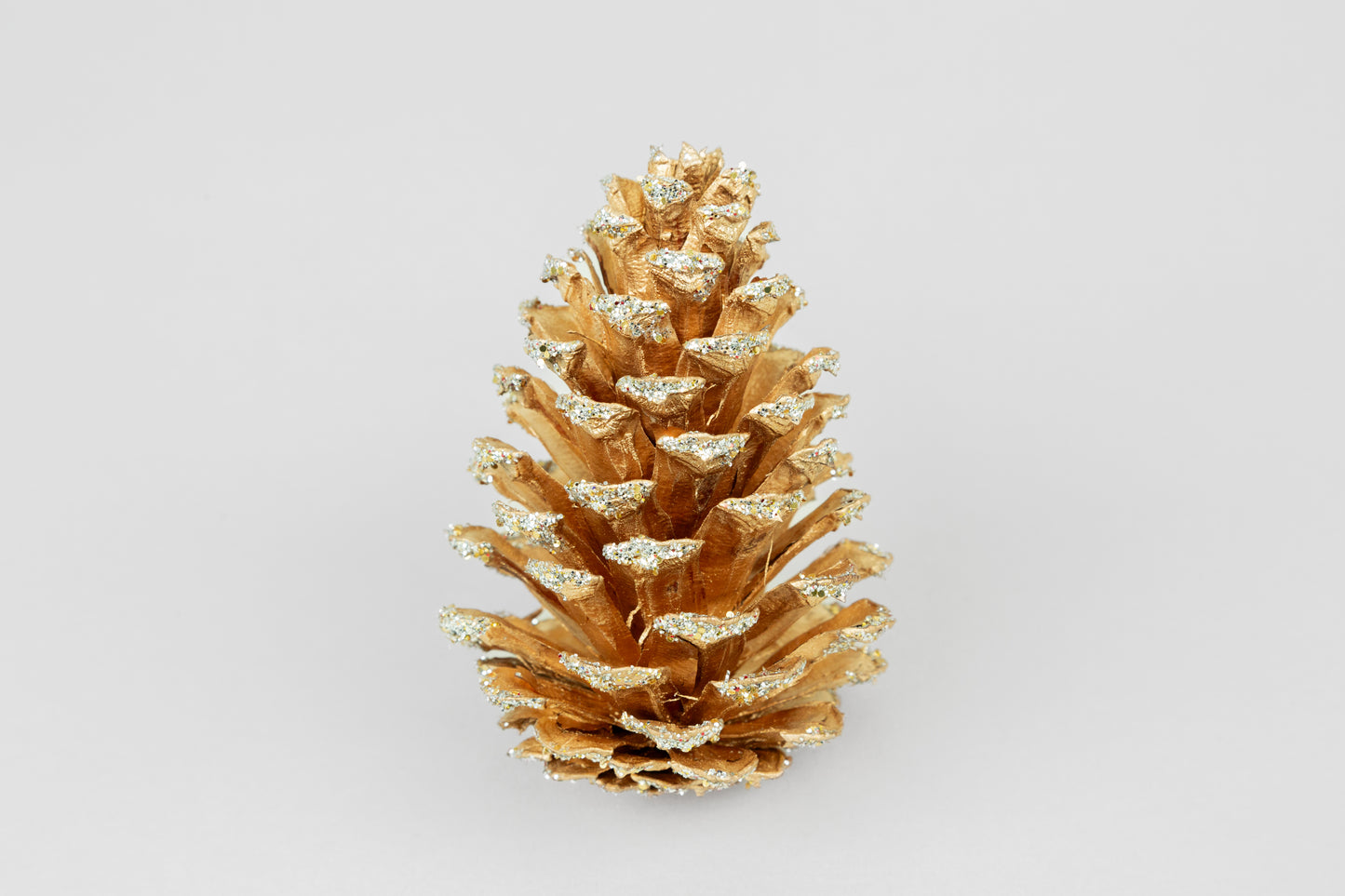 Loblolly Cones (3-4"), 100 Pcs