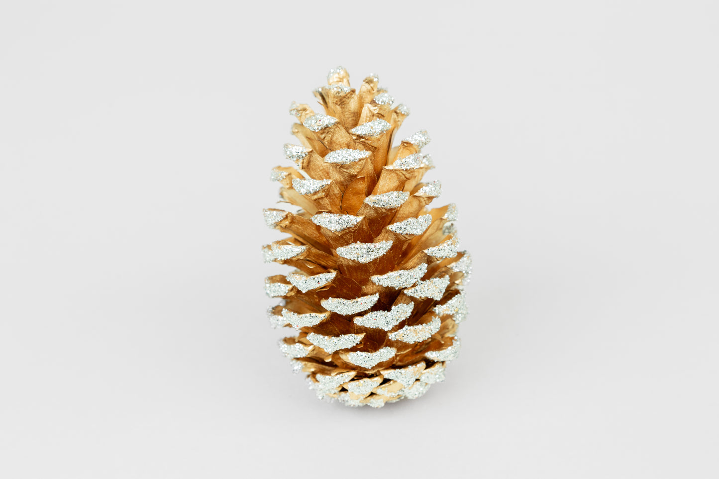 Loblolly Cones (3-4"), 100 Pcs