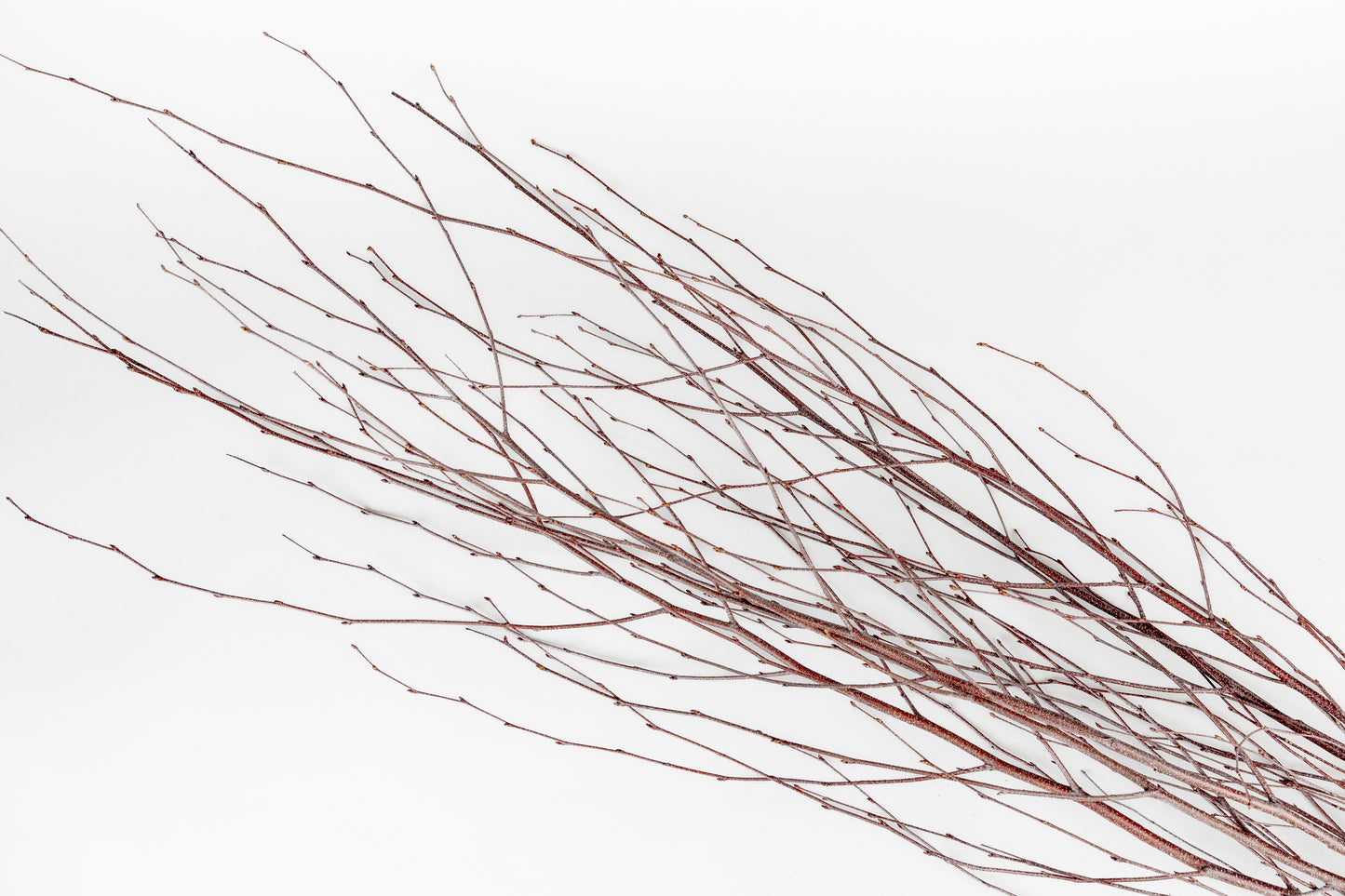 Birch Branches