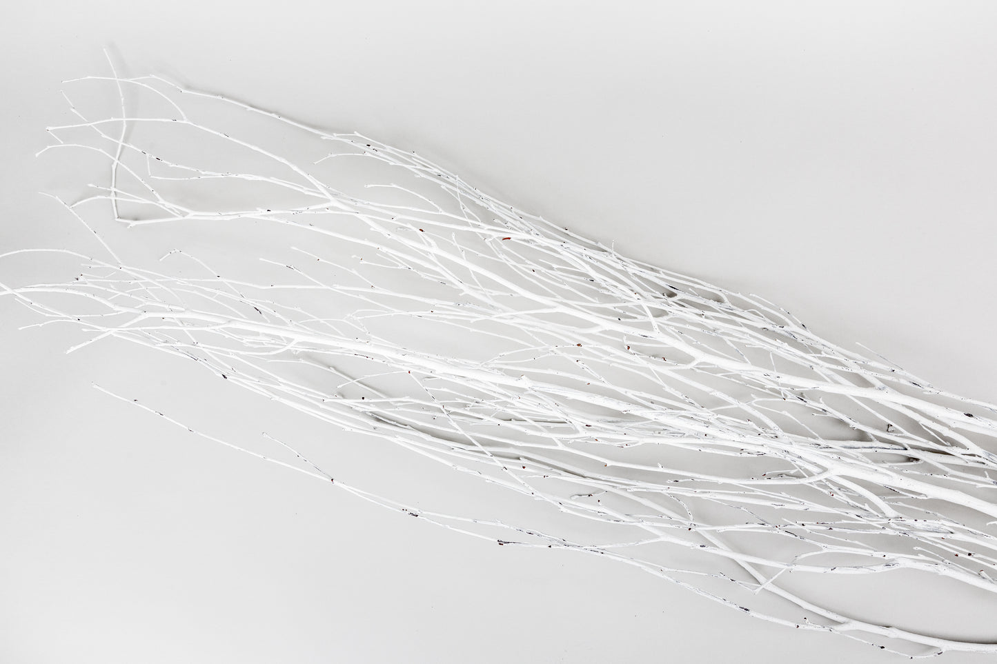 Birch Branches