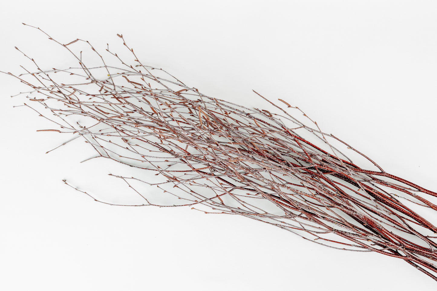 Birch Branches