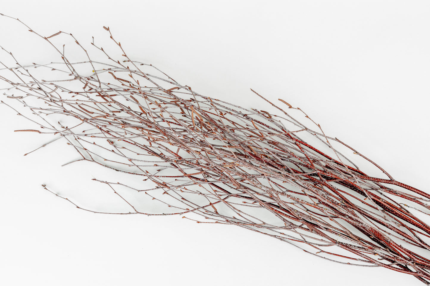 Birch Branches