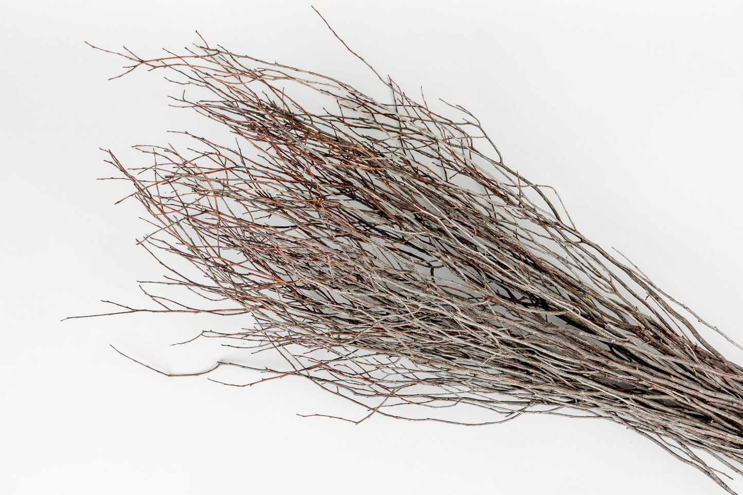 Birch Branches