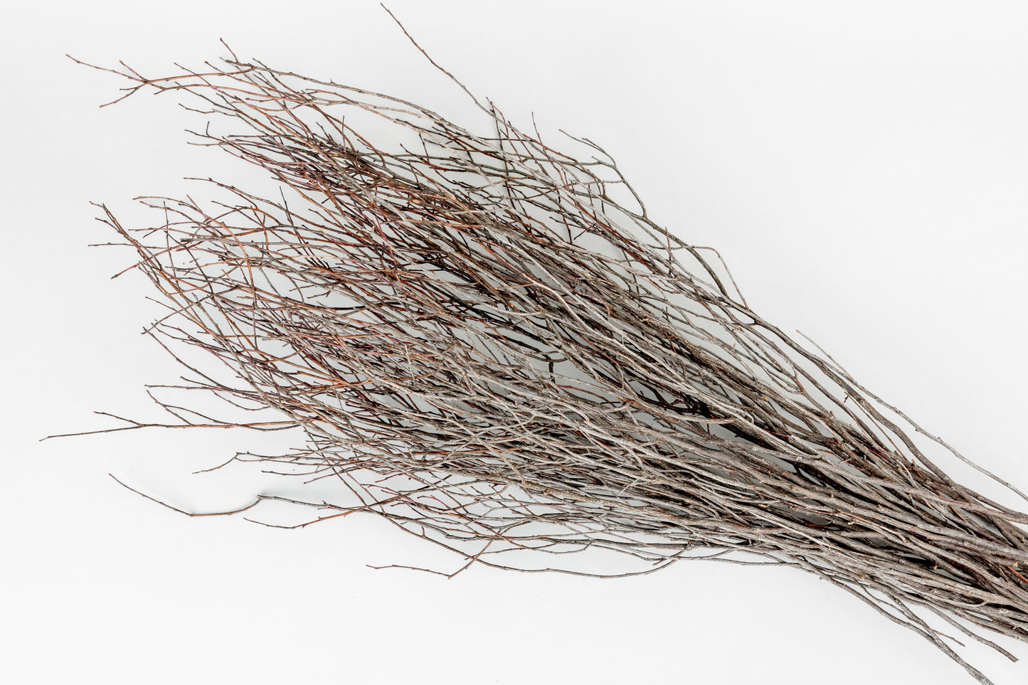 Birch Branches