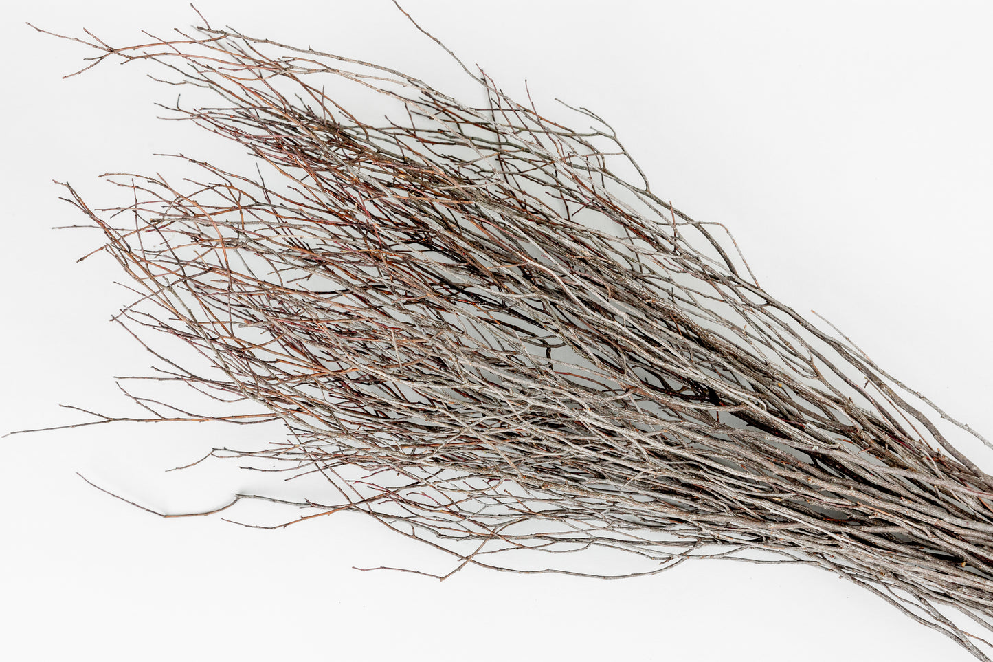 Birch Branches