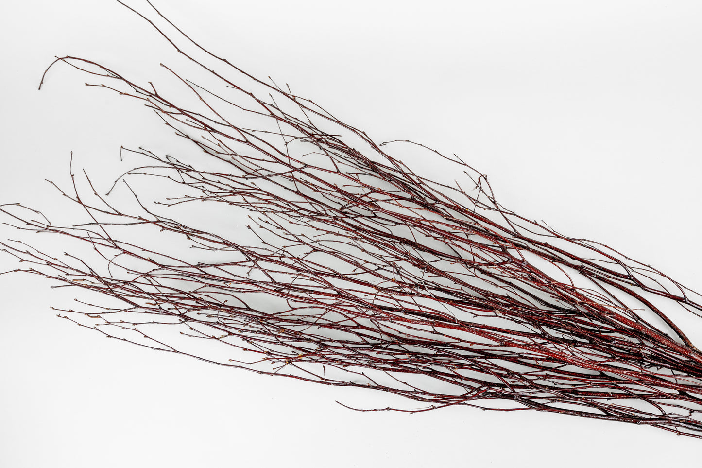 Birch Branches