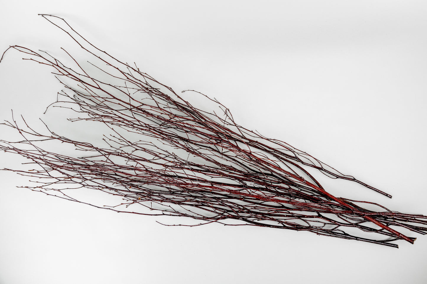 Birch Branches