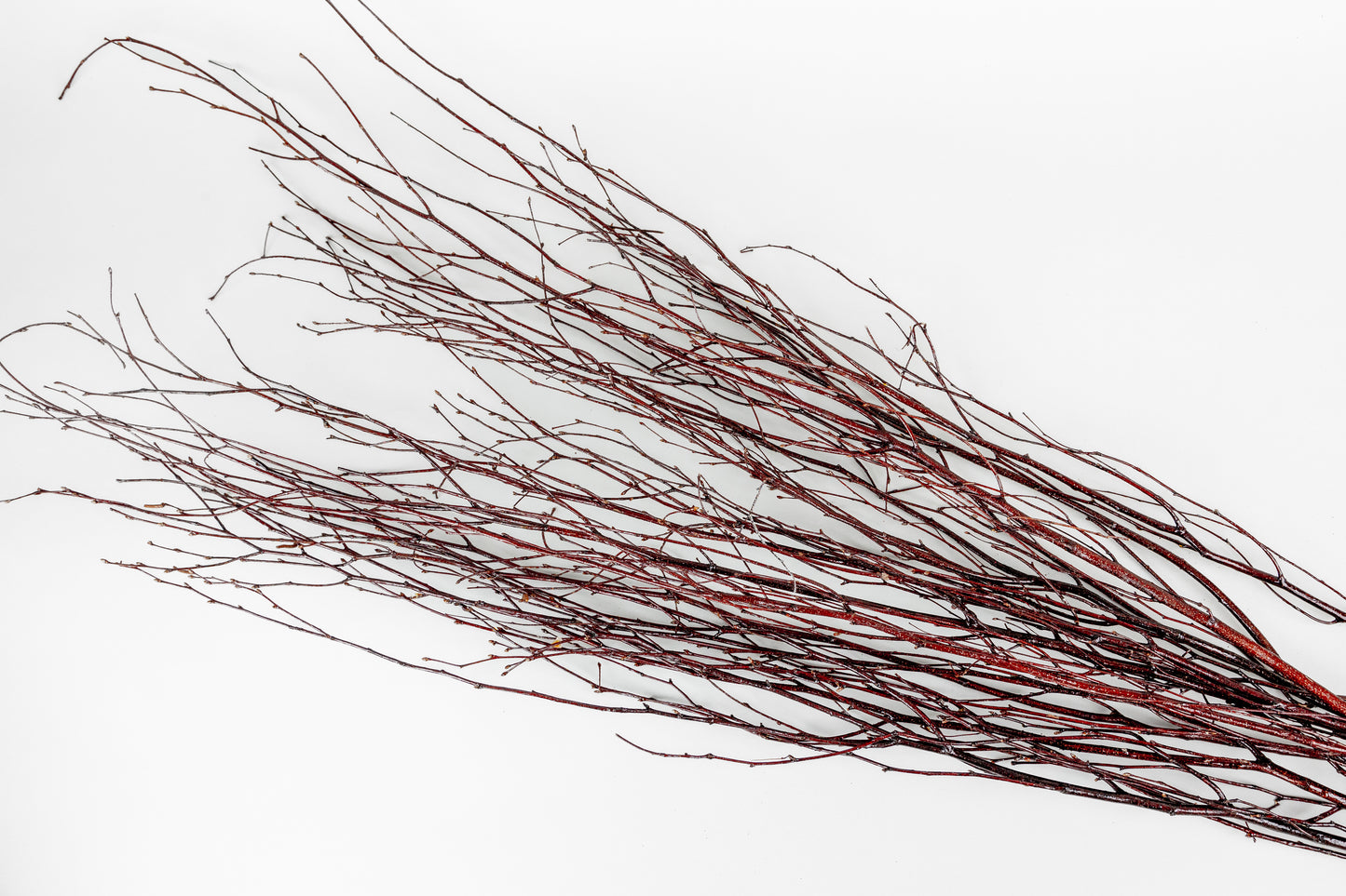 Birch Branches