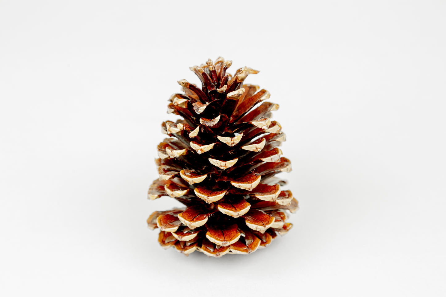 Loblolly Cones (3-4"), 100 Pcs