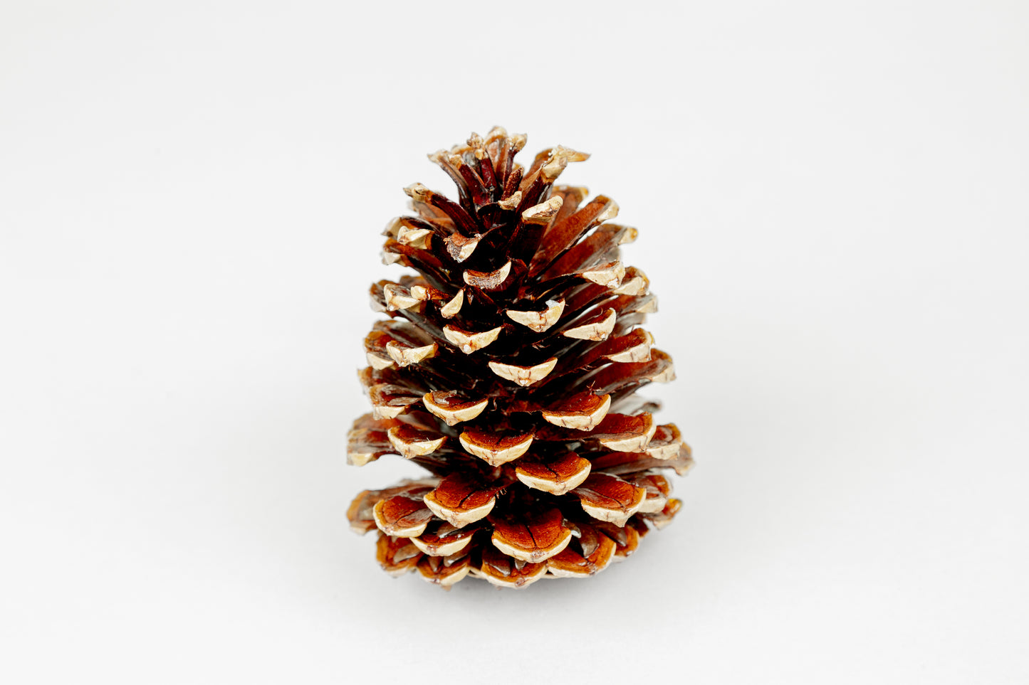 Loblolly Cones (3-4"), 100 Pcs